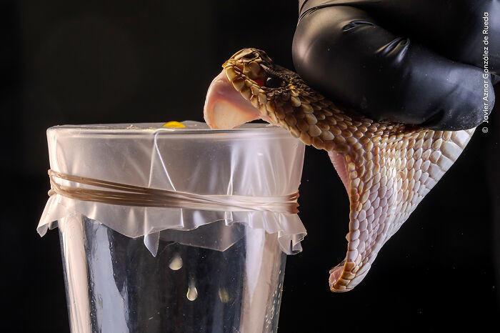 Natural History Museum reveals Wildlife Photographer of the Year 2025 ...