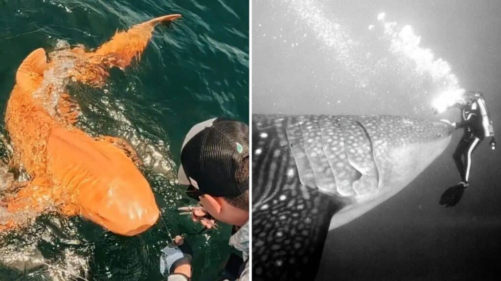 Shark secrets scientists only learned recently