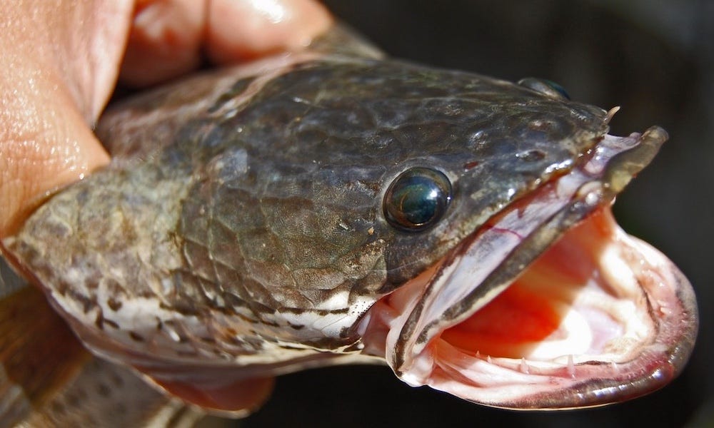 Man fined $95,000 for illegal possession, handling of invasive species<br>