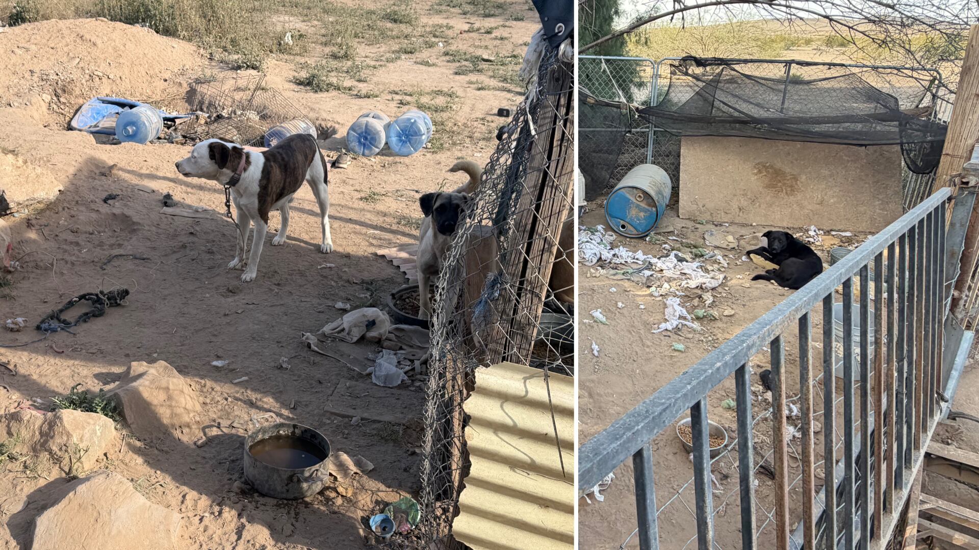Deputies search property after several neglected dogs reported near Buckeye