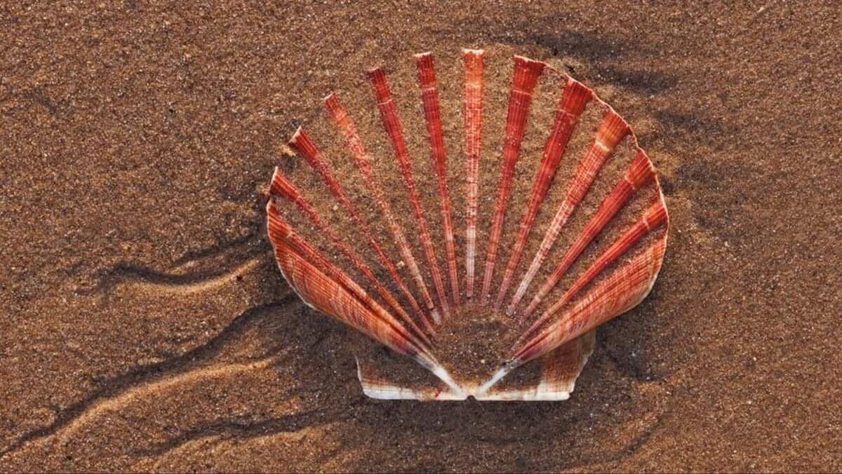Seashell secrets: What’s the one that fits your zodiac sign best?