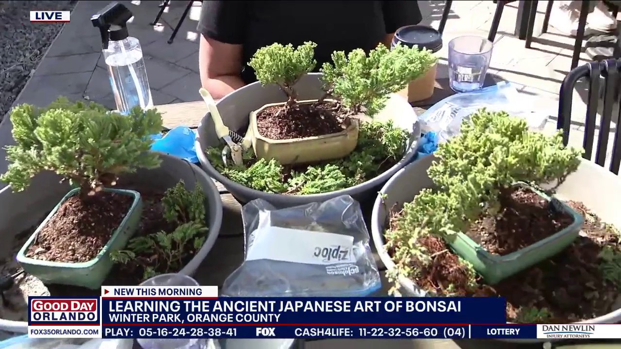 Learning the ancient Japanese art of bonsai