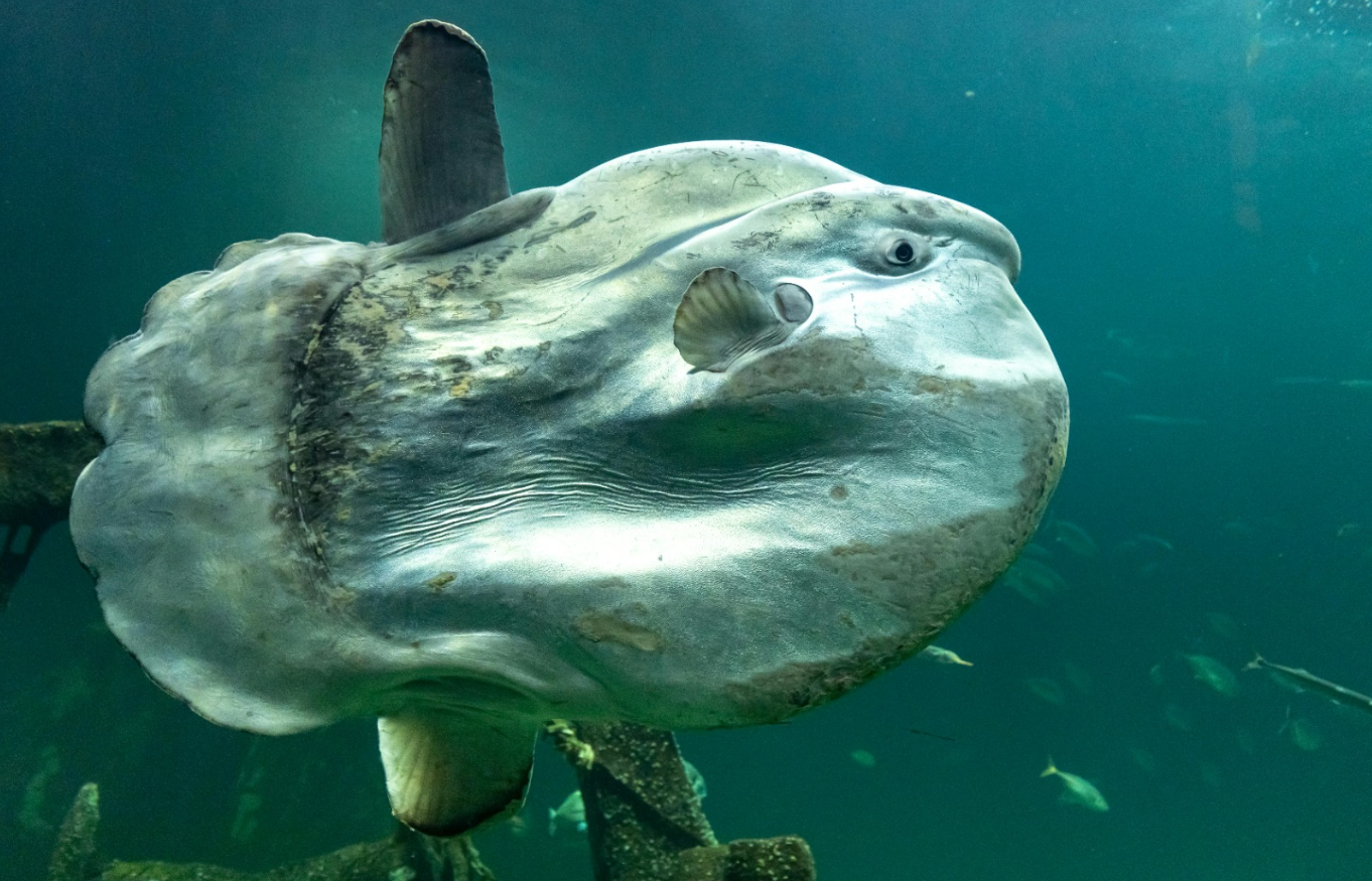 Chamado de “inútil”, peixe-lua é peça-chave no controle de águas-vivas