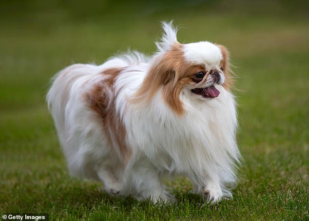 The pug-ly truth: Scientists reveal the 15 dog breeds at risk of ...