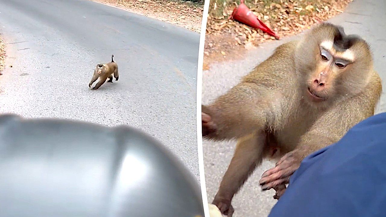 Terrifying moment monkey attacks motorcycle rider in Thailand