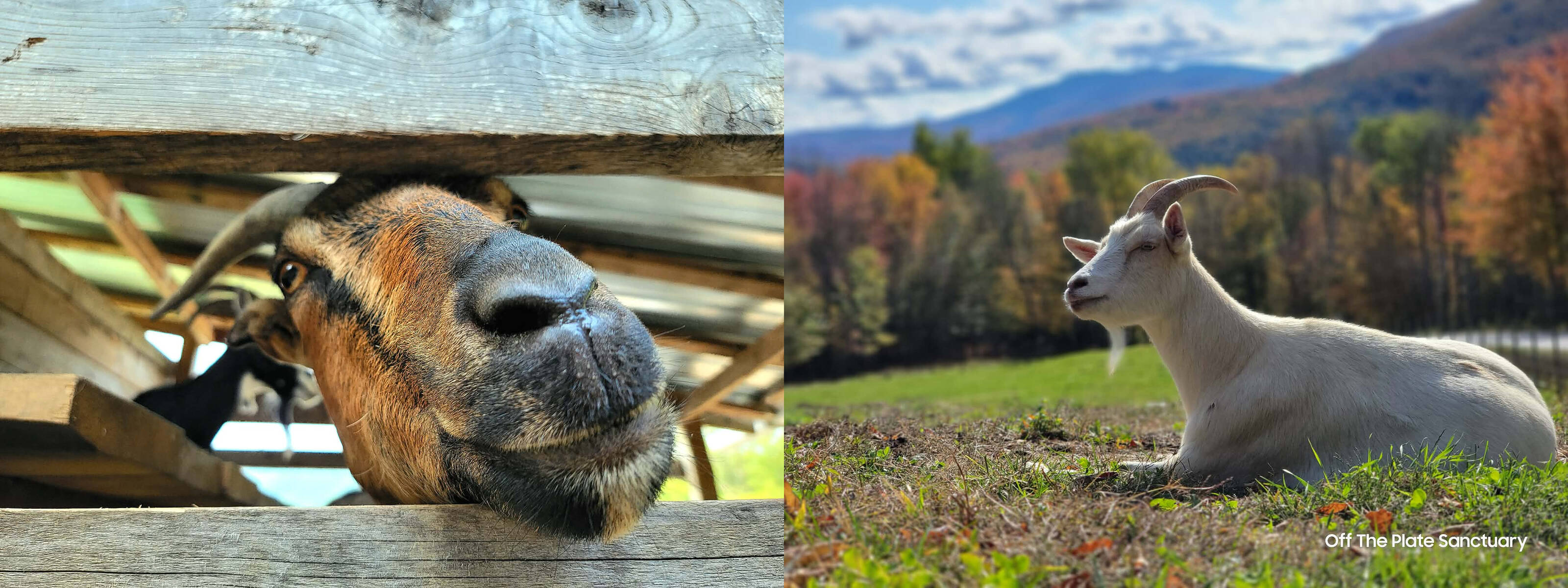 Rescued goat rushes to comfort his mom when he senses she’s in pain