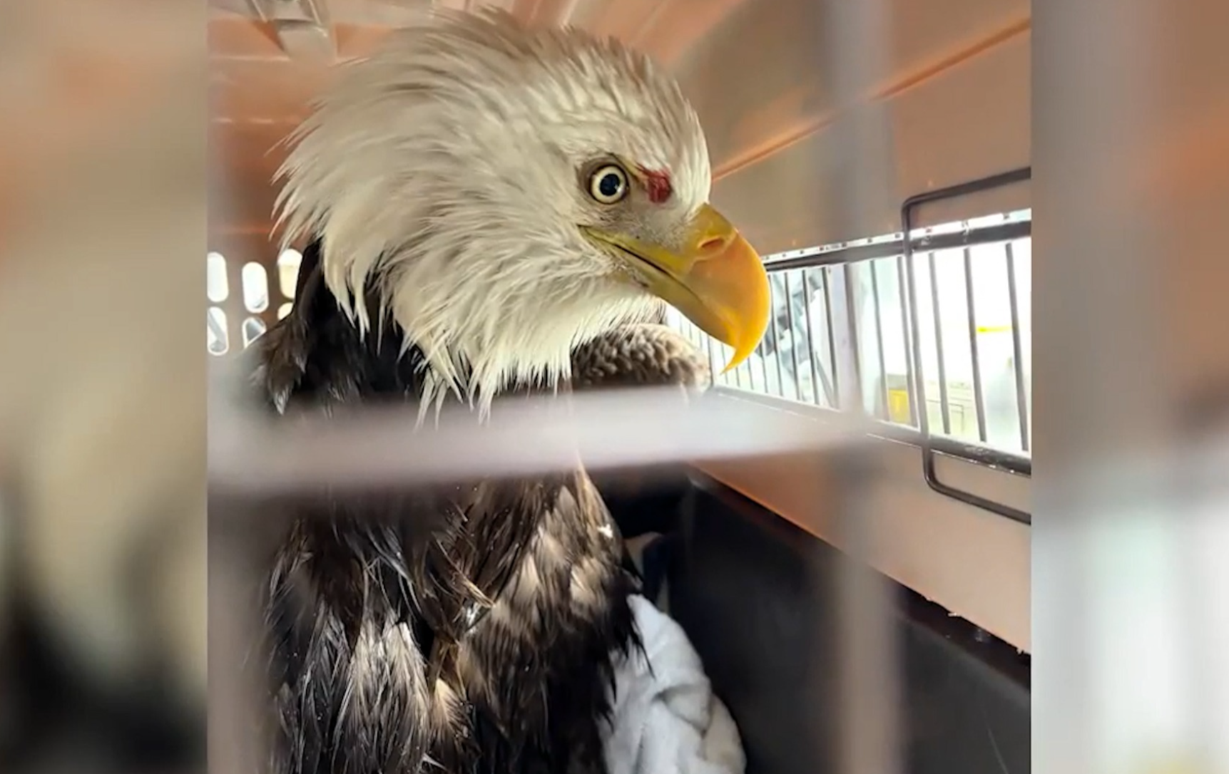 Watch injured bald eagle be rescued from ice chunk in NYC Hudson River