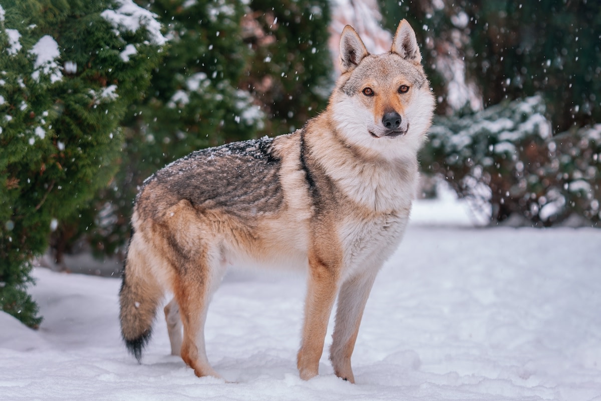 Czechoslovakian wolfdog surprises crowd at 2026 Winter Olympics