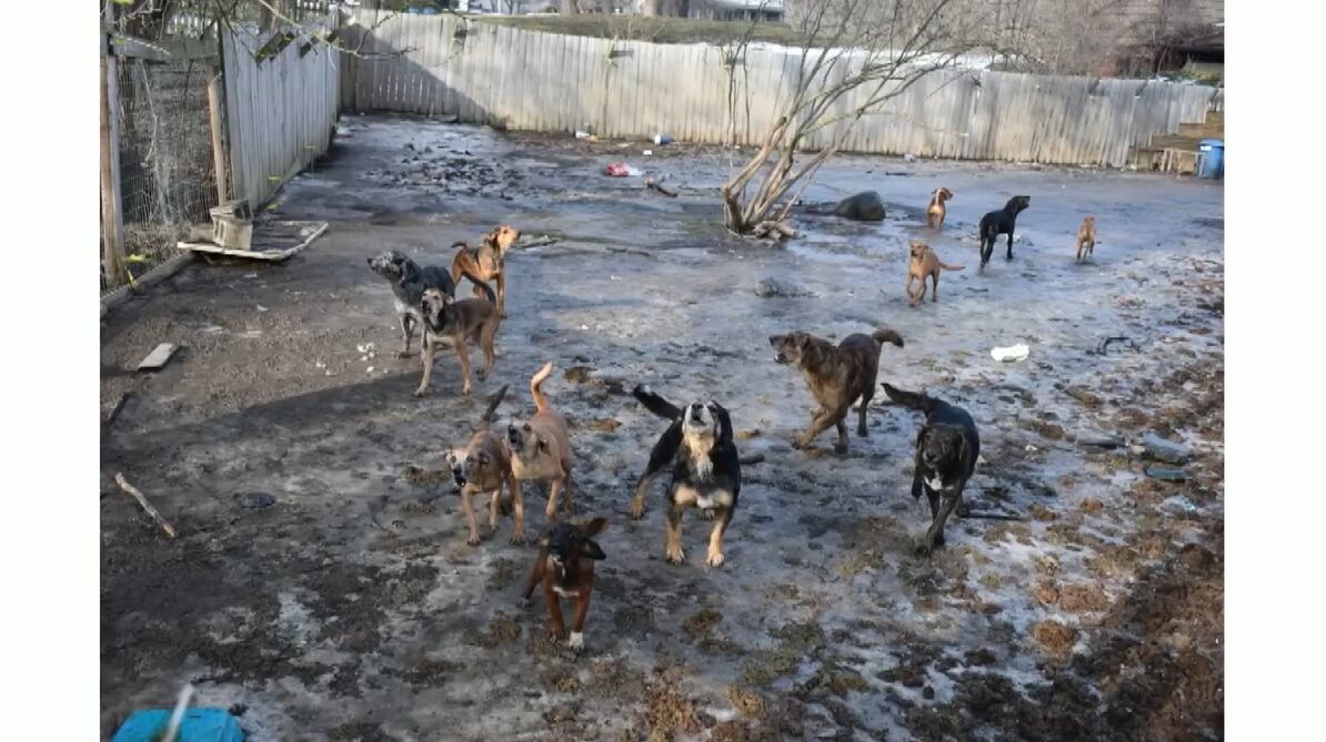 Police looking for husband, wife now charged in Flint Twp. animal abuse ...