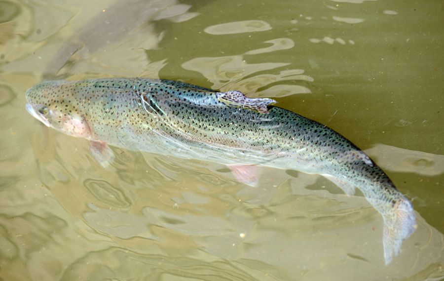 Trout stocking begins in Cumberland County lake