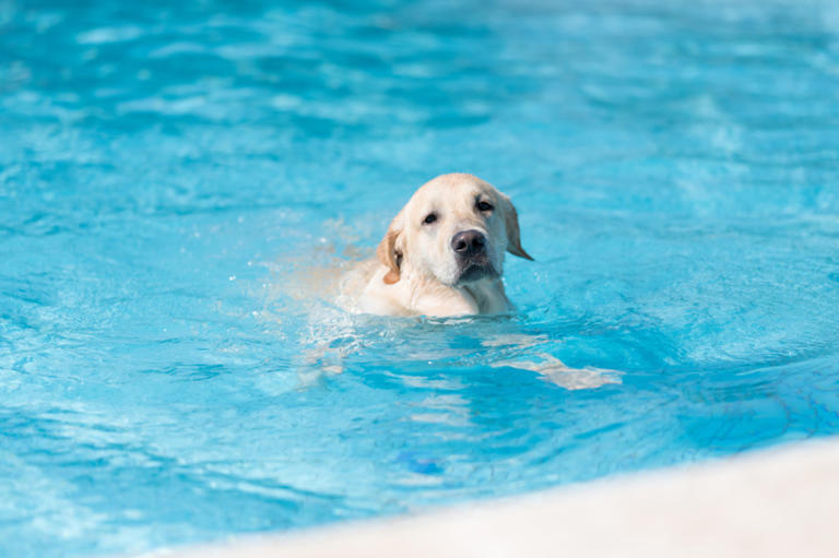 Buster the Labrador joyfully swims in a rainstorm, ignoring mom's worries