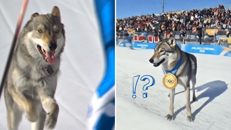 Nazgul the dog steals the show at the Winter Olympics. Did he take home ...