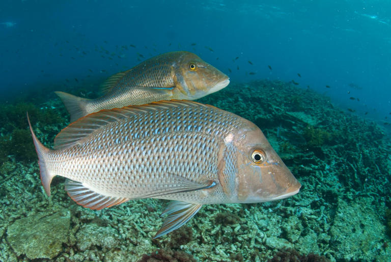 Plummeting fish numbers triggered controversial fishing bans in WA. But ...