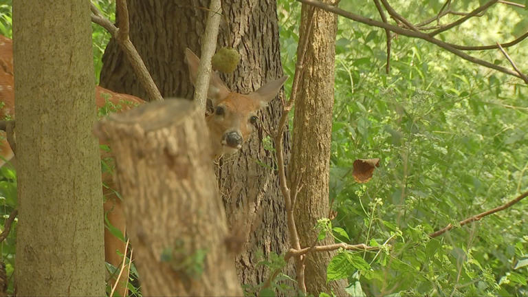 Archers harvest over 140 deer in Pittsburgh during 2025-26 population ...