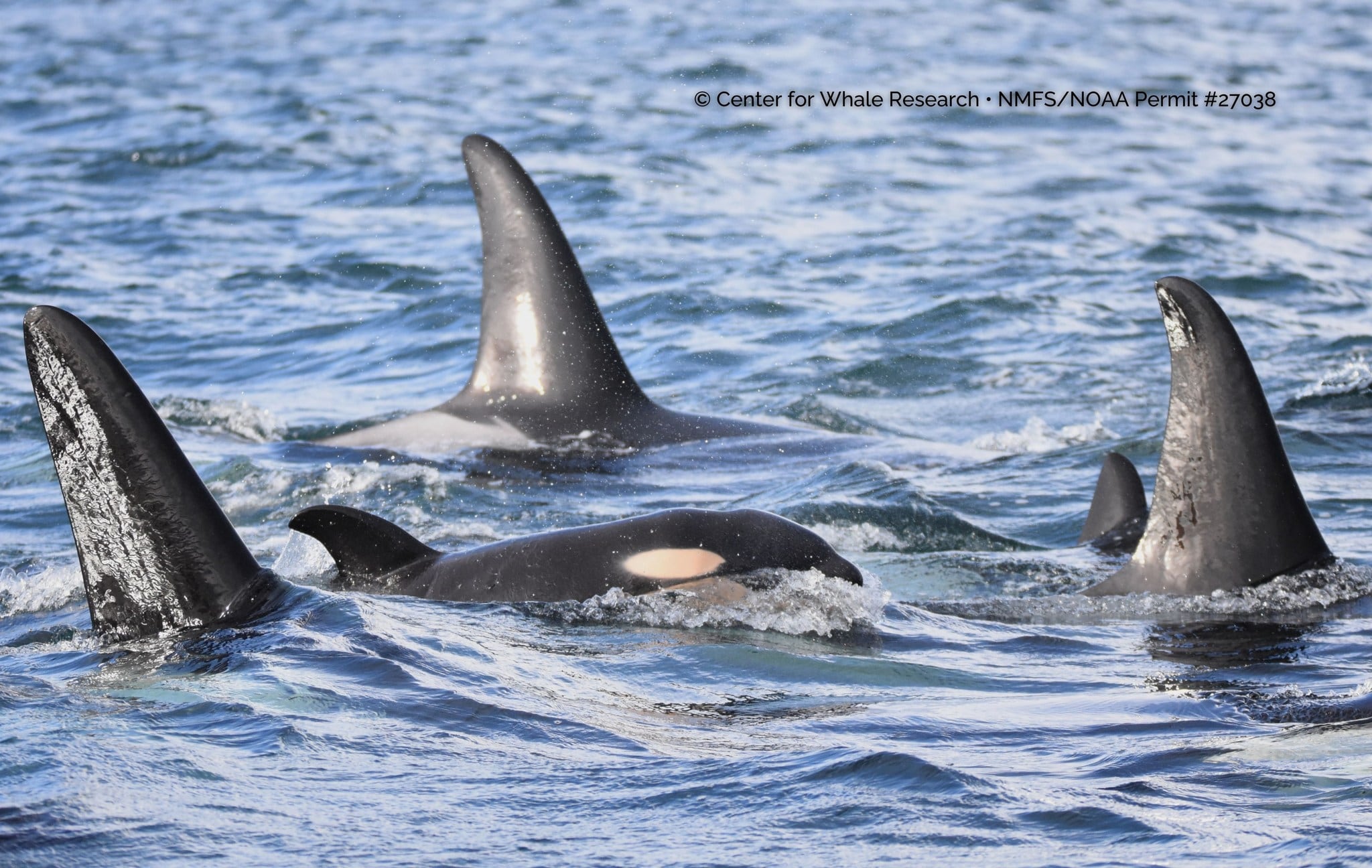 New orca calf spotted in Strait of Juan de Fuca
