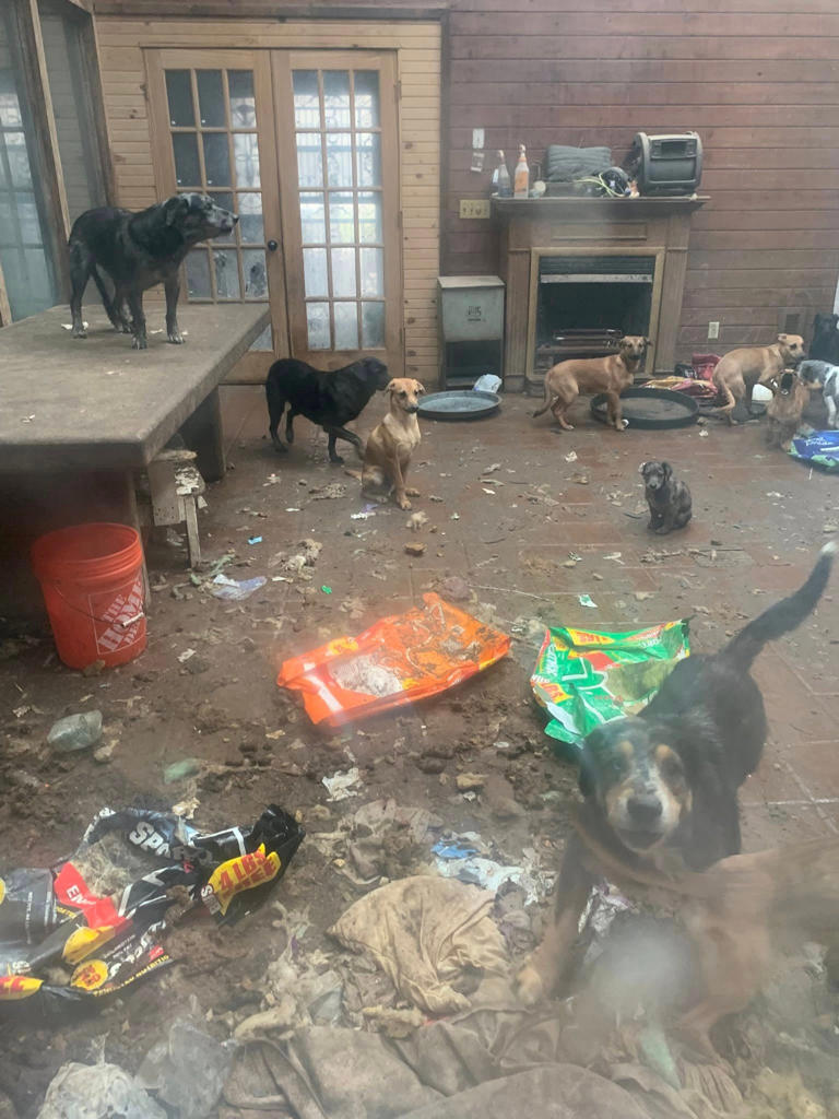 61 dogs rescued from 'physically revolting' Michigan home, police say