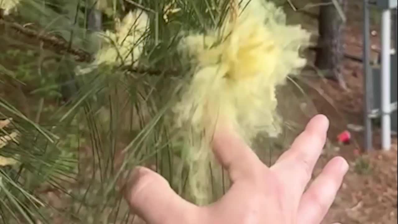 Atlanta pollen season 2026: Everything you need to know to survive