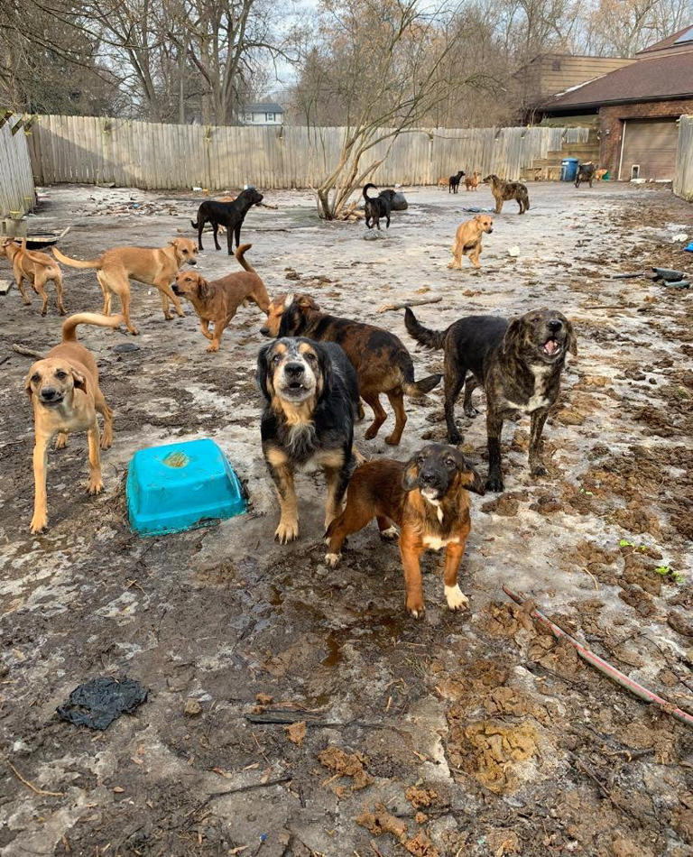 61 dogs rescued from 'physically revolting' Michigan home, police say
