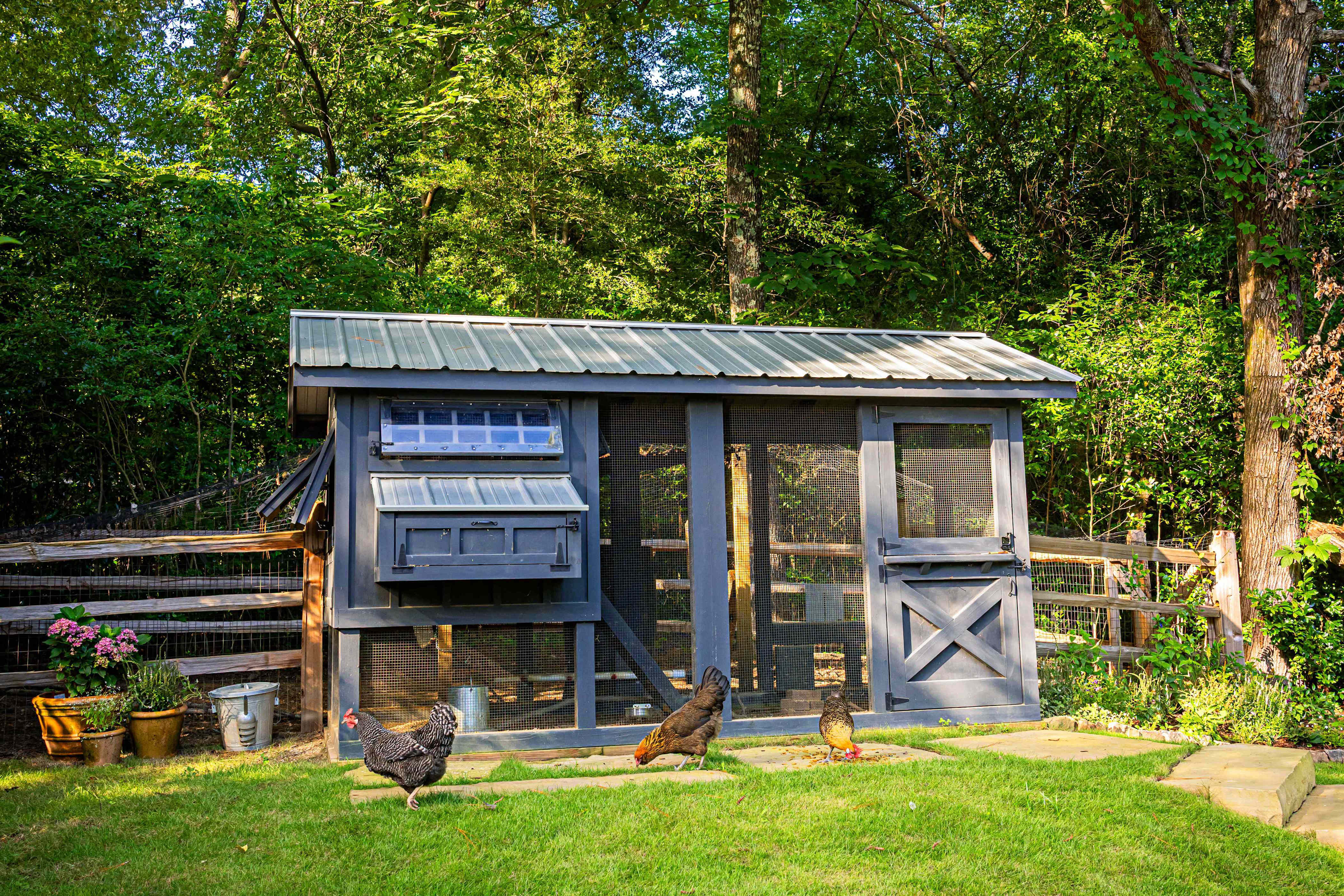 So you want chickens? What 2 years with a backyard flock taught us