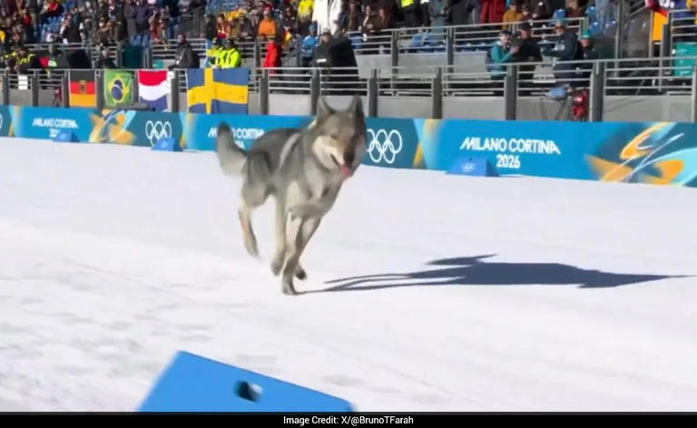 Watch: 'Speedster' dog steals show by crossing finish line at Winter ...