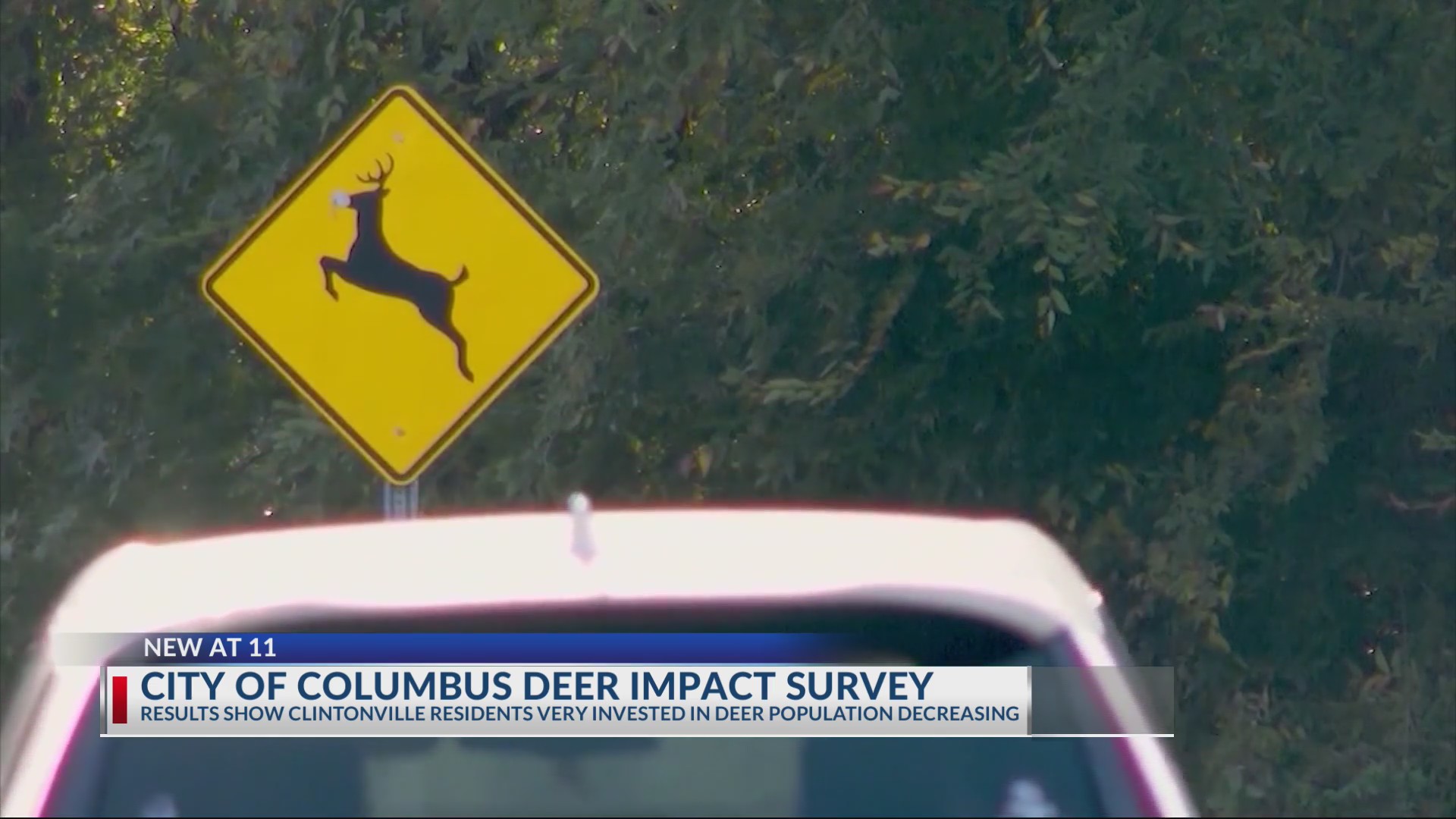 Clintonville seeking deer population control options
