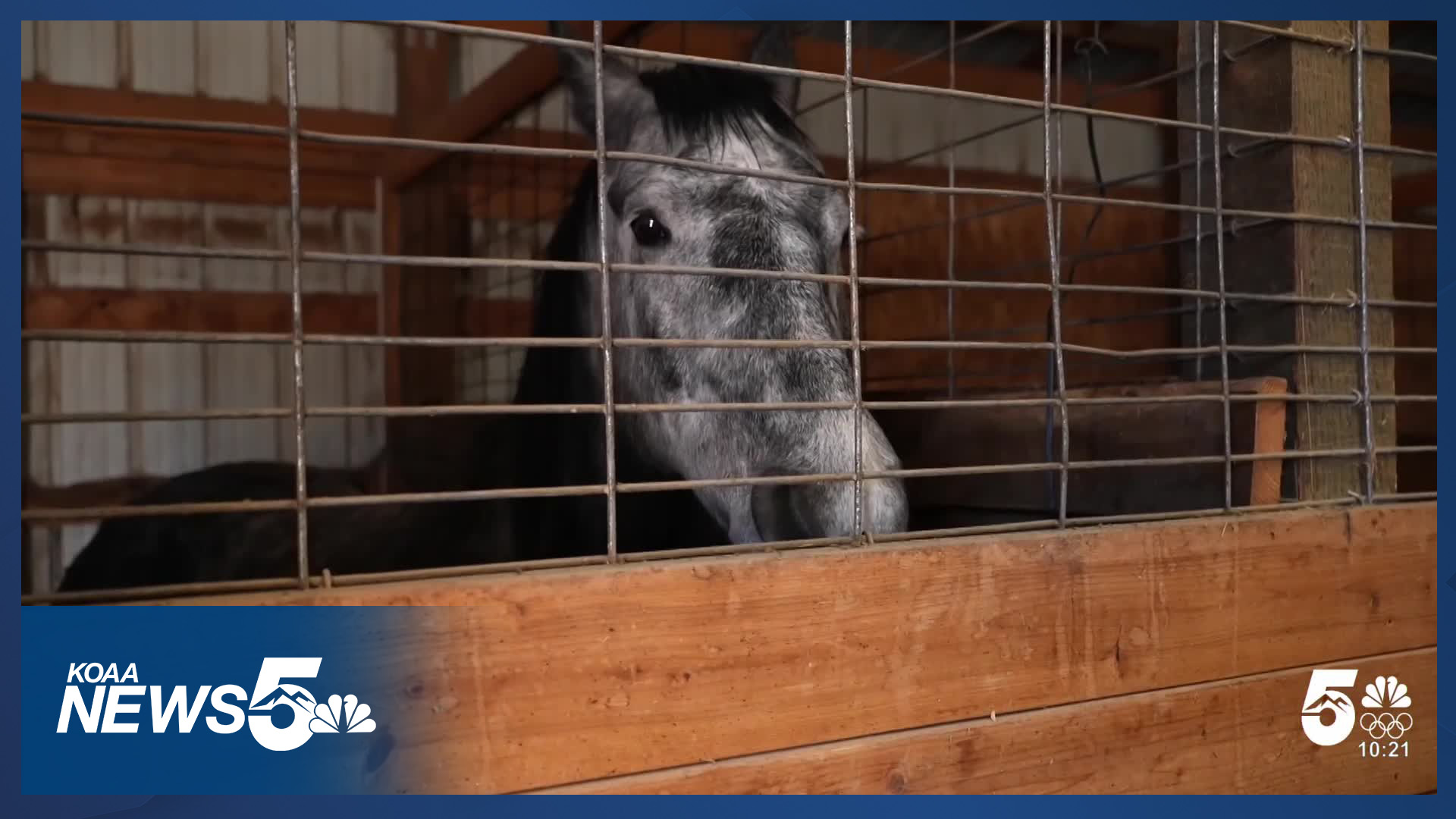 Horse rescue founder shares tips on how to quickly evacuate horses