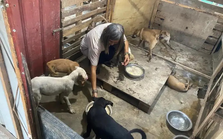 Shelter with over 240 rescues in desperate need of help