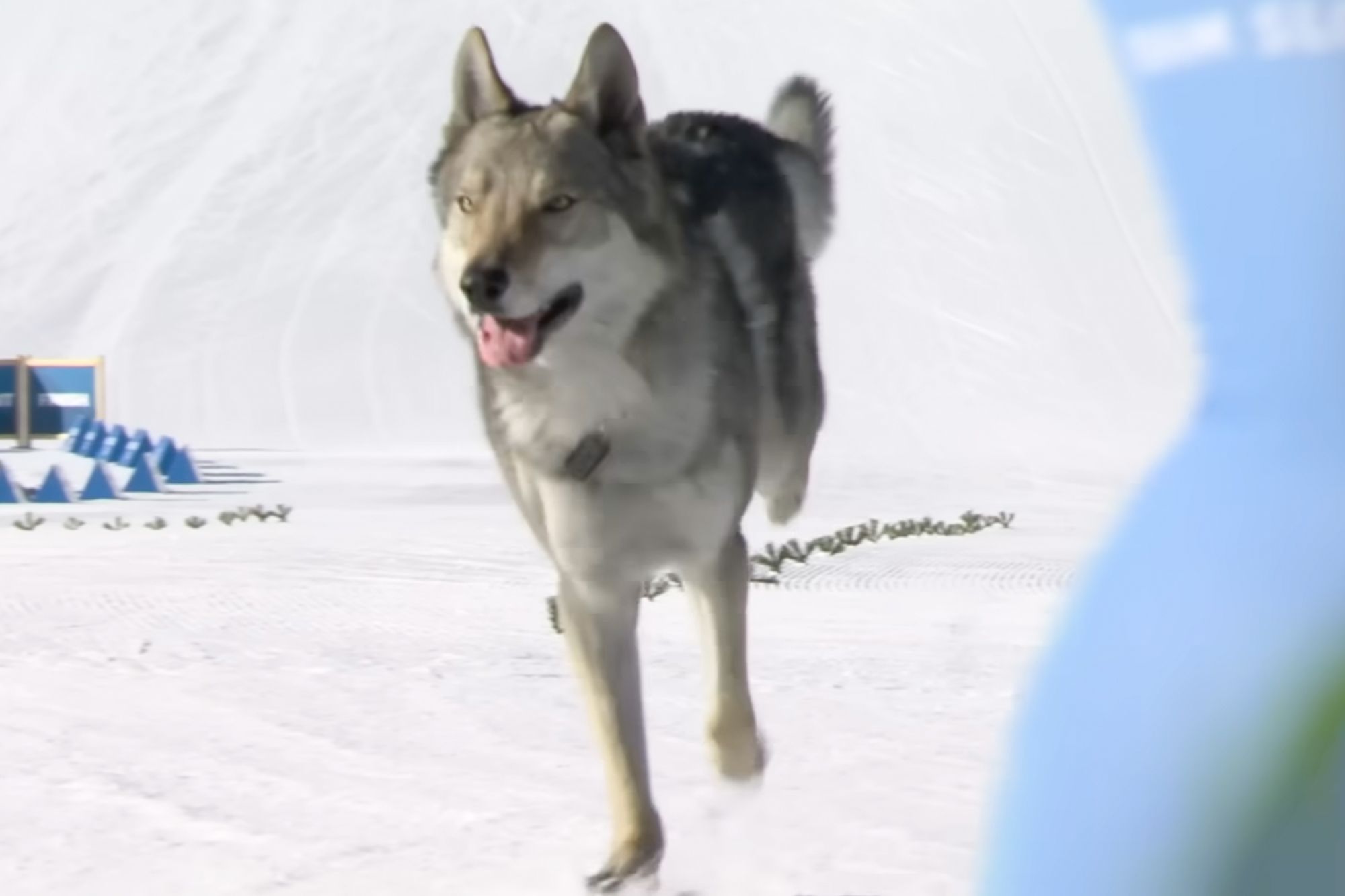 Nazgul the wolfdog steals show during 2026 Winter Olympics race, gets ...