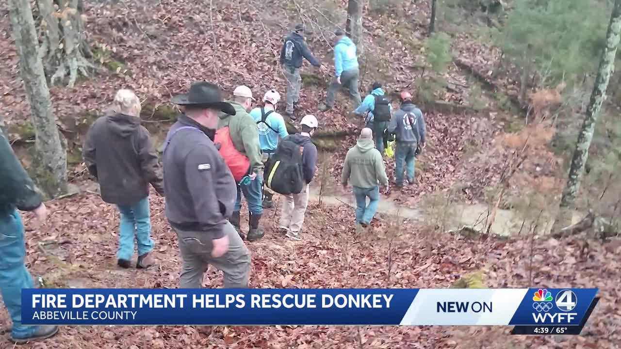 'It was a miracle': More than 15 responders rescue donkey from muddy ravine