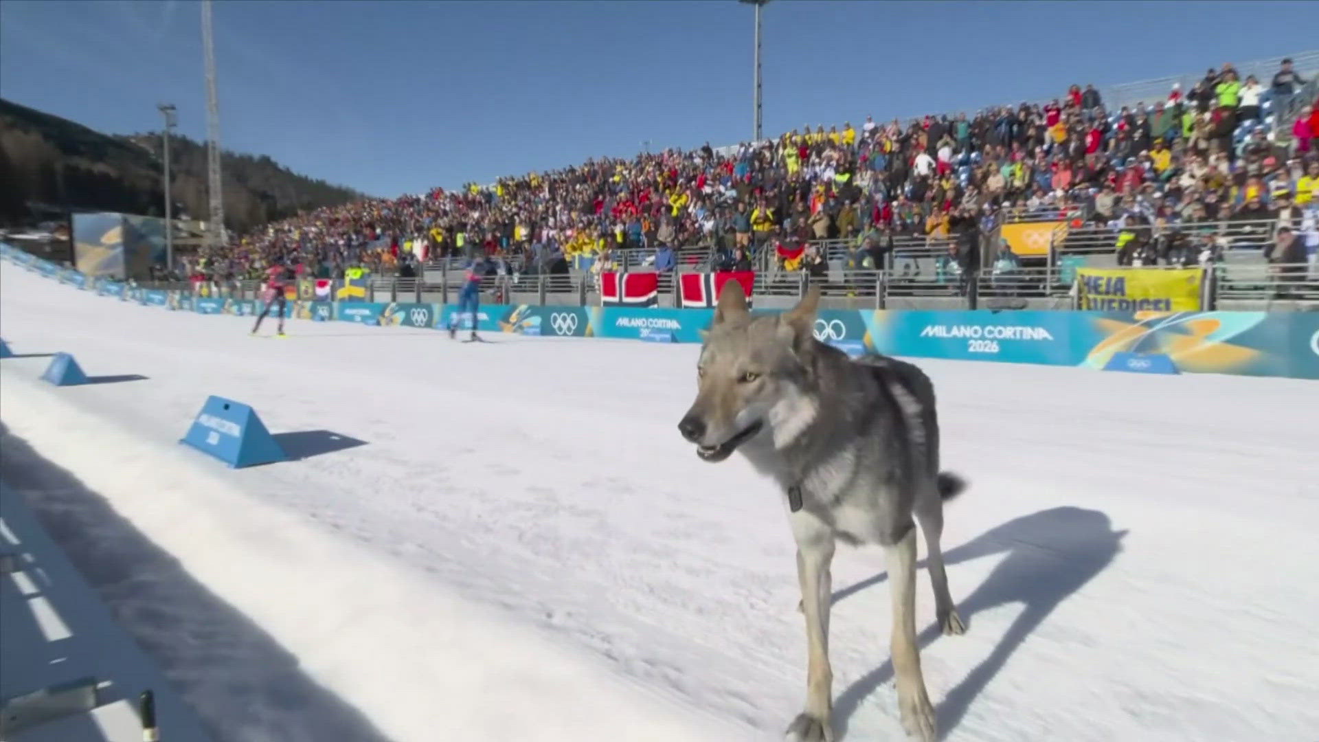 Dog takes spin on Olympic cross country course
