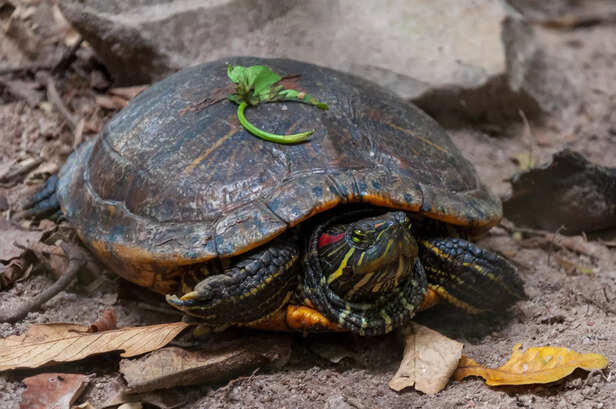 Indian turtle: Species diversity, habitat and conservation importance