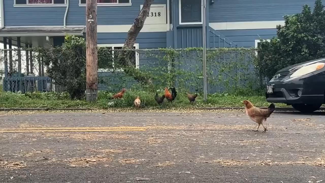 Hawaii residents sick of early crowing and aggressive pecking could be ...