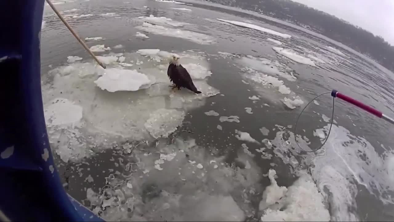 Police officers rescue bald eagle stranded in Hudson River ice blocks