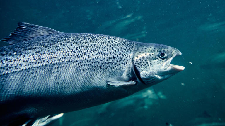 Salmon company Tassal will inject fish with antibiotics ahead of ...
