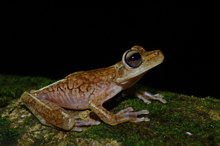 Descubierta una nueva especie de rana