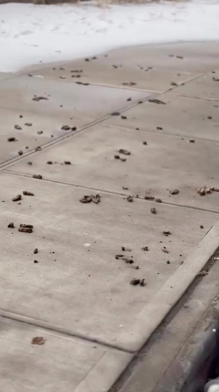 NYC’s most poop-filled areas revealed — as dog waste complaints hit ...
