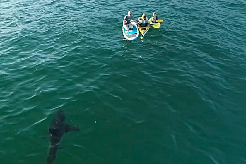 Shark attacks rose in 2025. Here's why Californians should take note