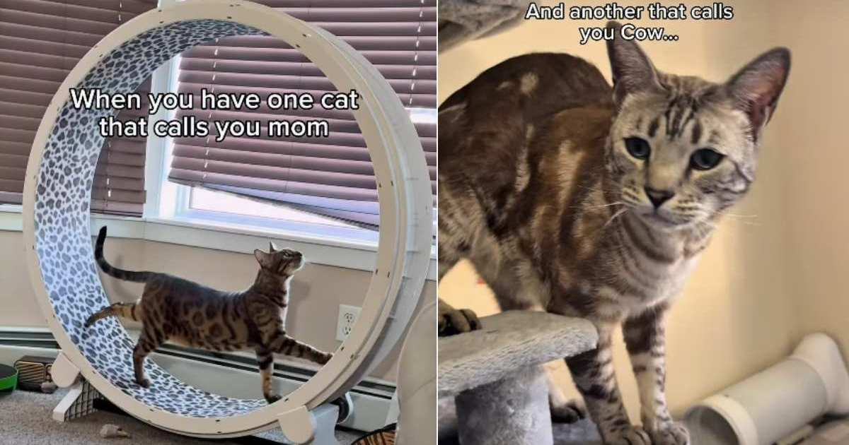 Cat calls mom 'mom' in adorable video