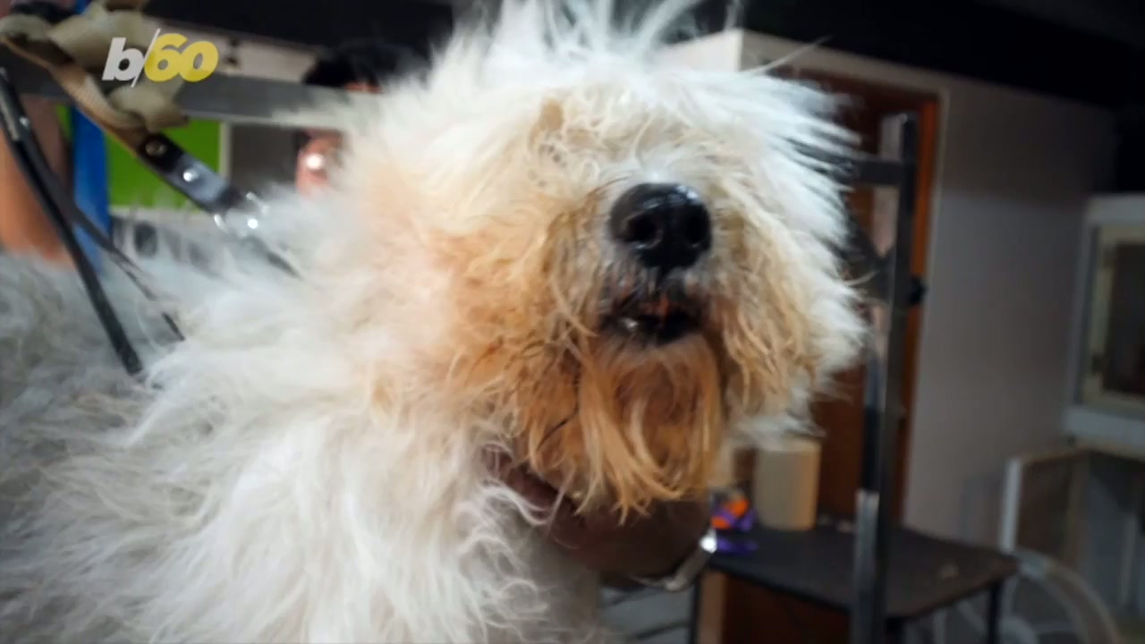 Why you might be missing the chance to bond with your dog on your walks