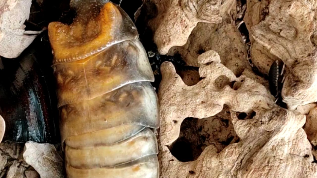 An incredible time lapse of the molting process of a black