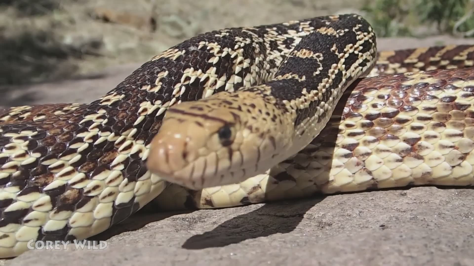 Distinguishing between non-venomous bull snakes and fast-moving coach whips