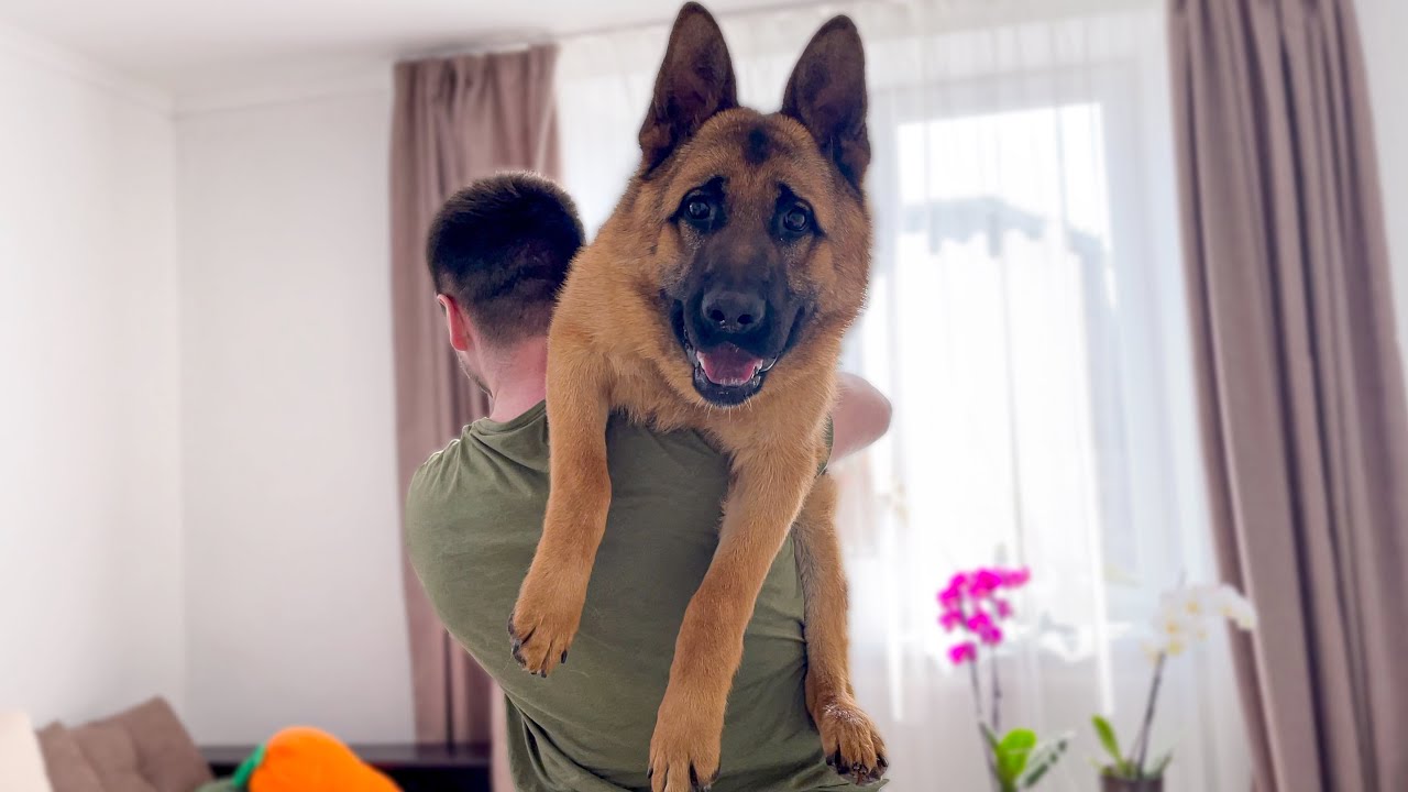 The German shepherd hates being picked up!
