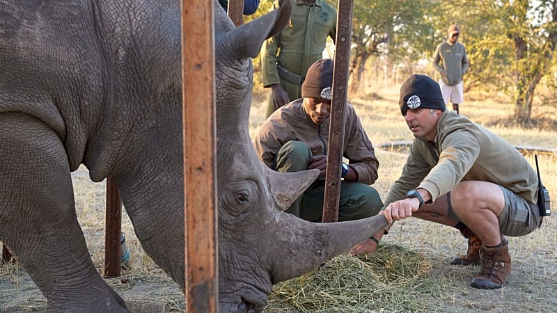'Ridiculous' plan developed at Florida zoo saves wild rhino's eyesight ...