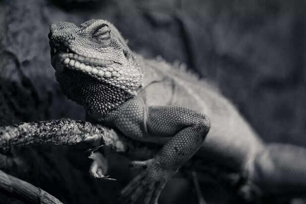 Why reptiles are becoming Gen Z’s most unexpected emotional support pets