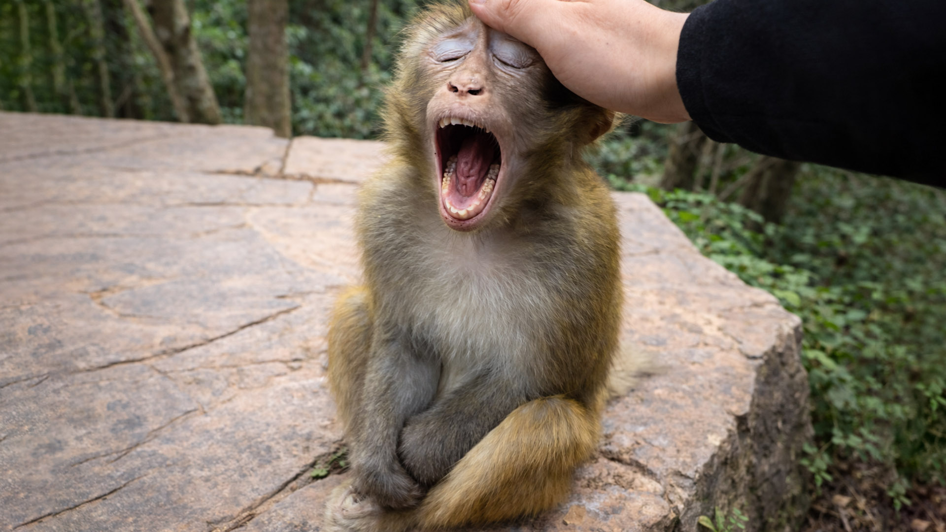This monkey struggles to stay awake