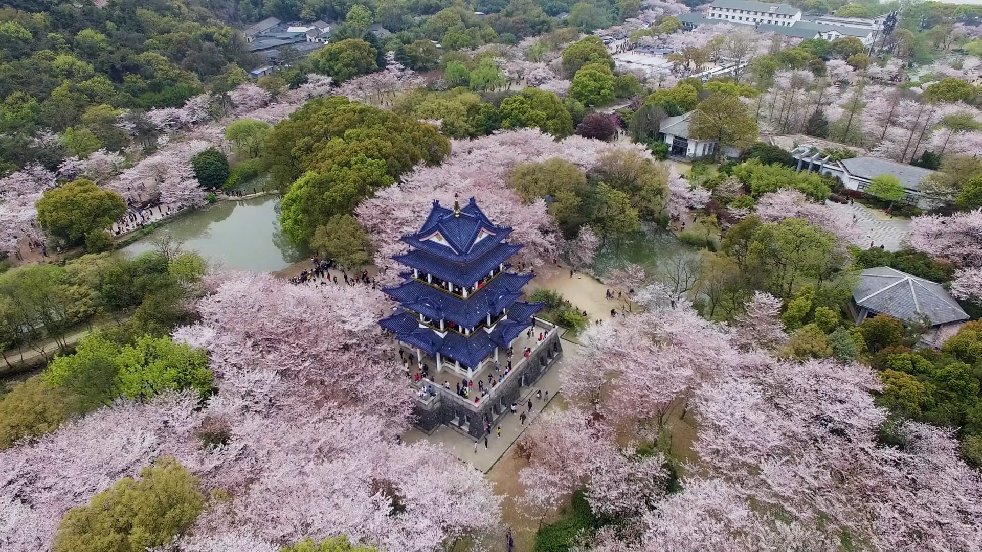 Yuantouzhu's spring splendor: Aerial views of cherry blossoms - Worldwide