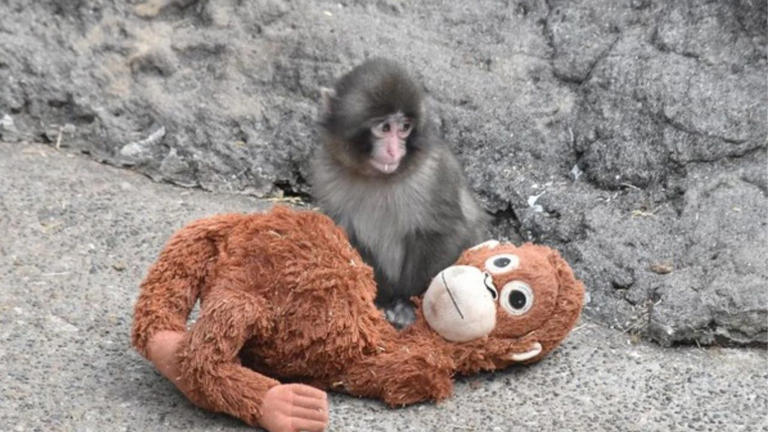 Ikea just had an adorable response to the viral lonely monkey meme