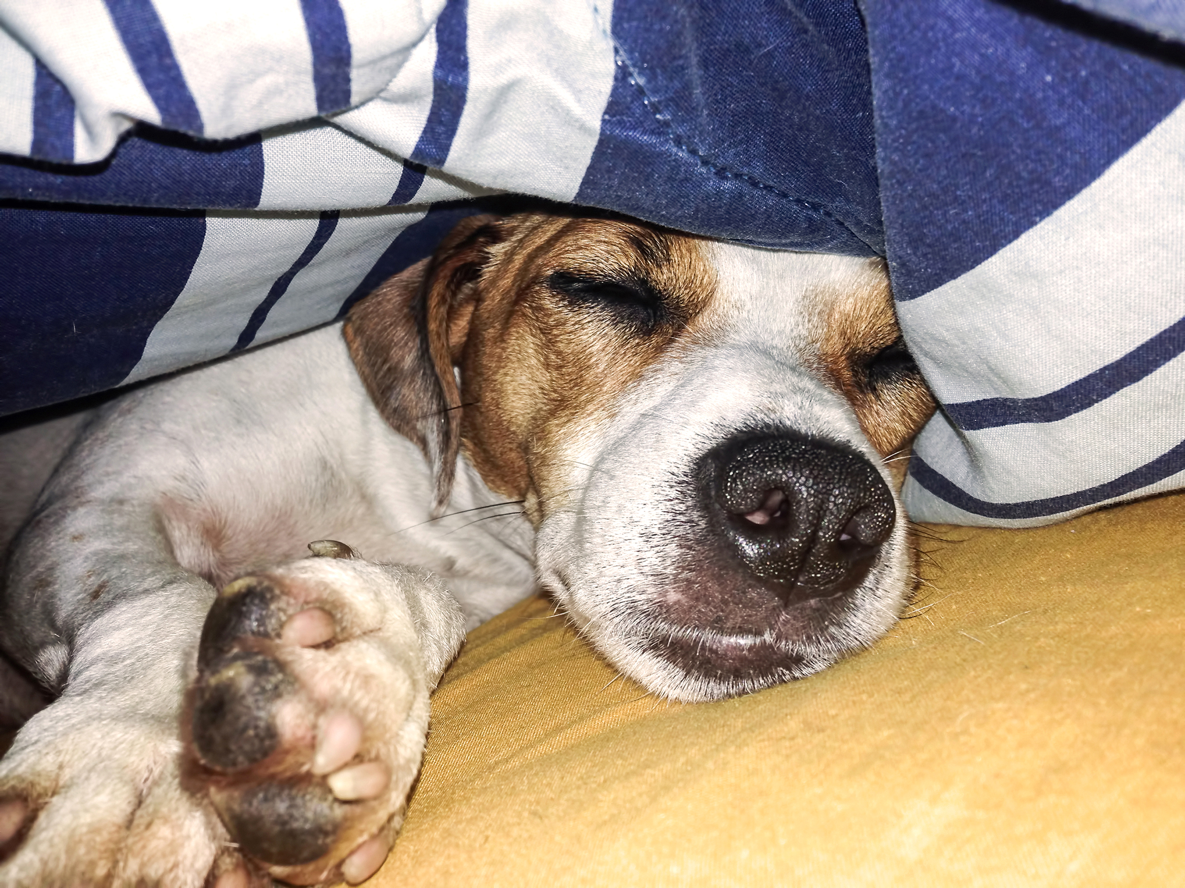 Tears over how rescue dog sleeps after being saved from streets: "Safe now"<br><br>