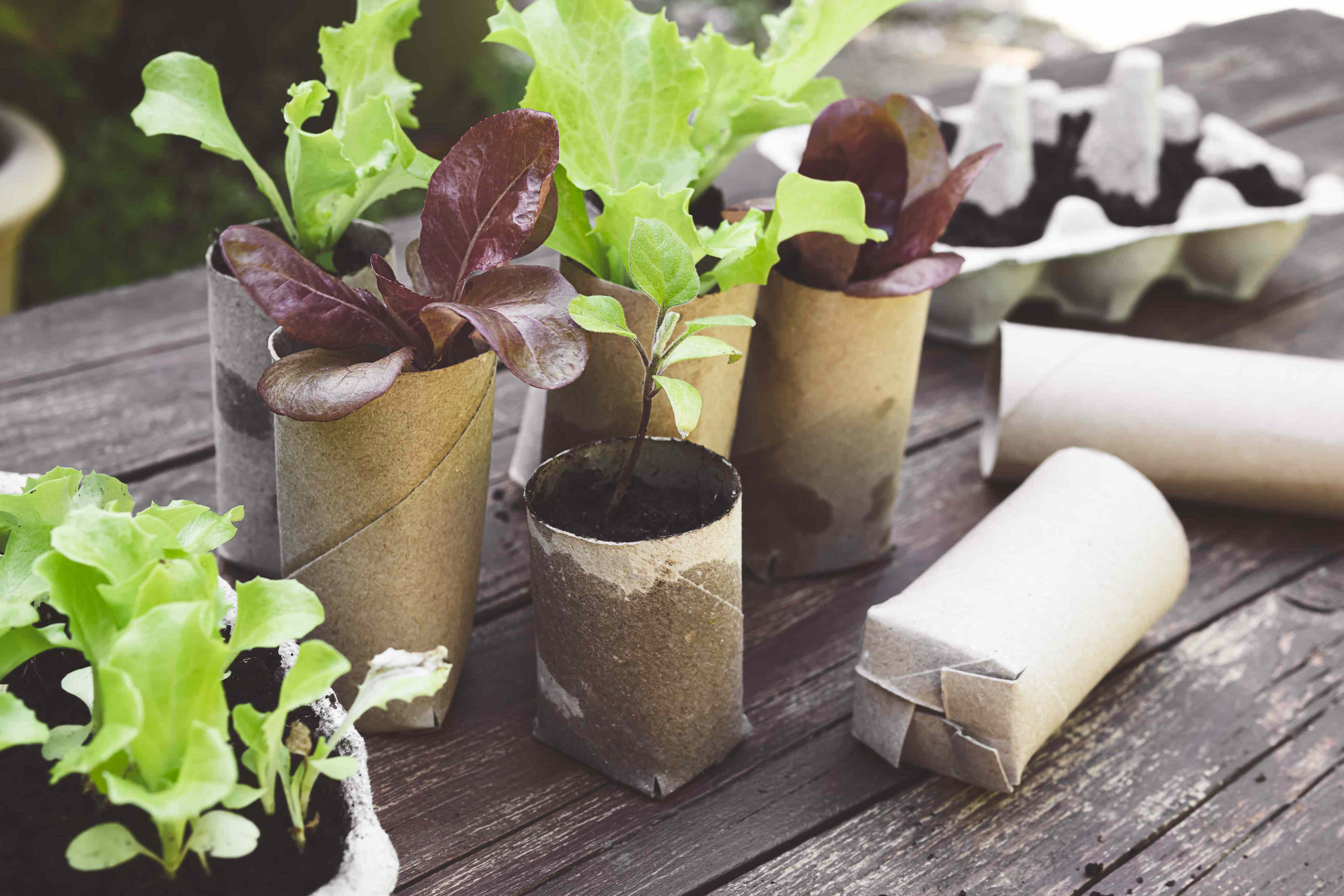 Wait, don't toss old toilet paper tubes—how to use them to start ...