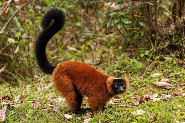 Meet Bloodnut: The red-ruffed lemur whose joyful sunbathing routine ...